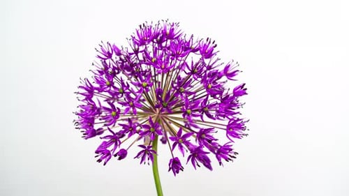Vibrant Purple Allium Flower Close-Up on White