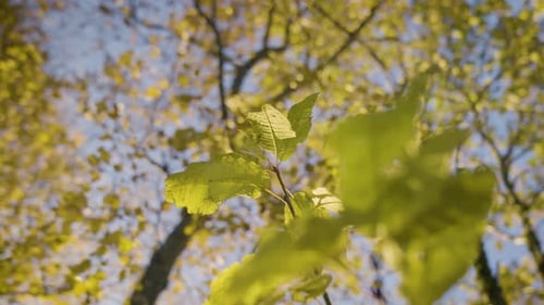 Blätter im Herbst. Bewegliche Kamera, die einen Ast aus Blättern umkreist, der im Wind winkt
.