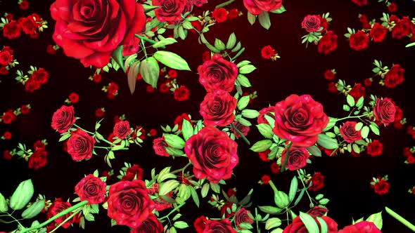 Animated Red Roses Falling Romantic Loop Background, Backgrounds Motion ...