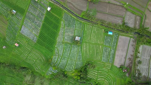 Rice field Terraces.