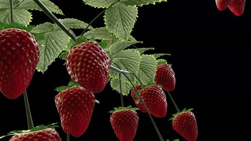 Growing Strawberries - Time Lapse - III - VCU Zoom - Alpha Channel