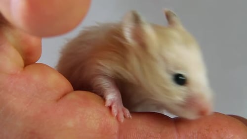 Adorable Young Hamster Resting in Hand