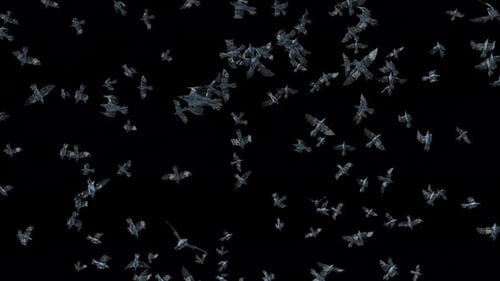 Flock of Dynamic Birds Flying Against Black Background