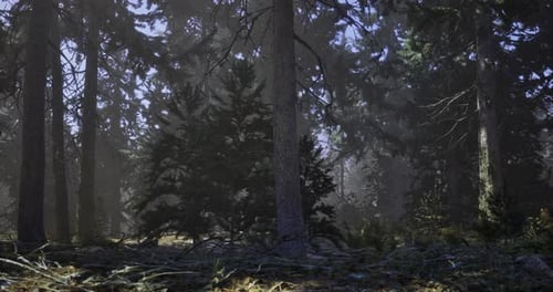 Paisagem de floresta enevoada com árvores altas e luz solar suave filtrando