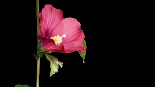 Red Hibiscus Bud Blossoming into Pink Flower