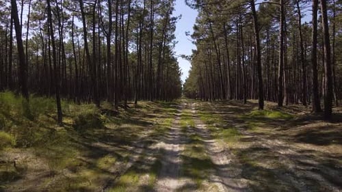 4K-Ansicht einer dreckigen Straße in der Mitte eines Kiefernwaldes, eine Drohne, die sich vorwärts bewegt und die Basis zeigt