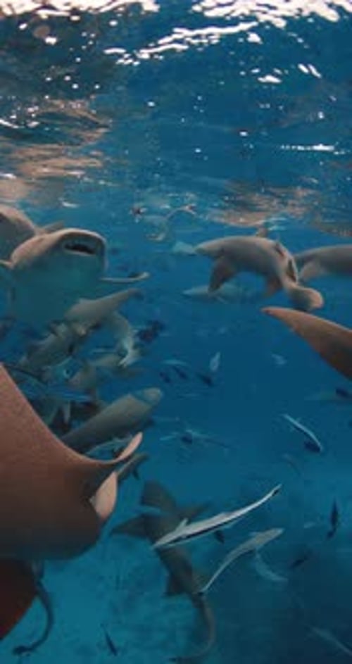 Sharks Swimming in Tropical Blue Sea School of Fish and Sharks Underwater in Ocean Vertical Footage