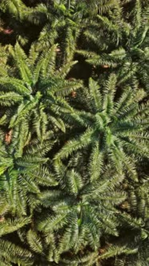 Flight over plantation of palm trees in Thailand