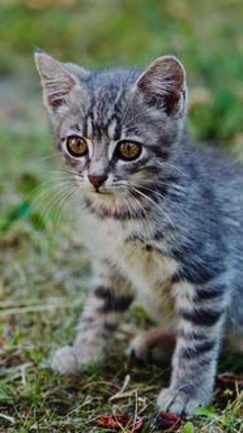 Frightened kitten sitting on the grass. Grey little cat sitting on the ground