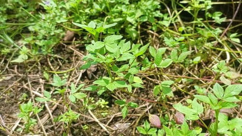 green bushes in the forest