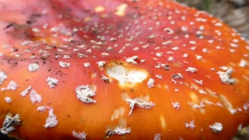 Close-up view of a vibrant red Amanita muscaria mushroom surrounded by autumn leaves in a natural fi