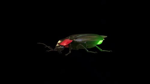 Realistic 3D Firefly Blinking and Glowing Animation