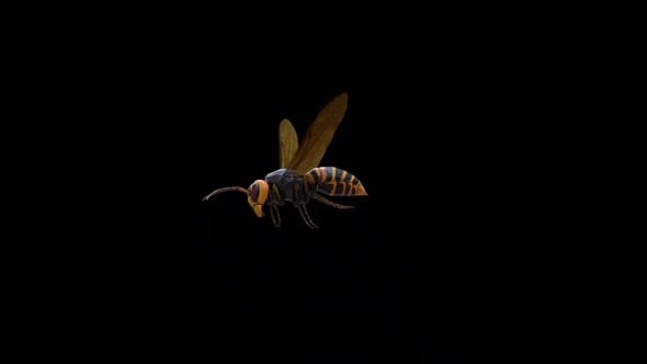 Bee Fly Loop, Bugs Motion Graphics ft. hornet & insect - Envato