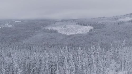 Magical icy winter forest covered in pure white snow, aerial drone view