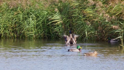 Wildenten an einem Salzsumpfsee an der Küste von Lincolnshire.
Großbritannien