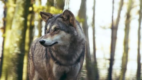 Close-Up Eye-Level Portrait of Grey Wolf in Forest