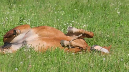 A Young Brown Horse is Playing on a Green Meadow An Energetic Horse Turns Over on Its Back
