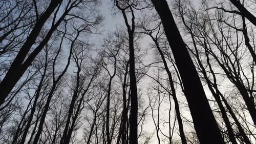 Die Ansicht von oben auf hohe Bäume im Wald im Winter - Nahaufnahme