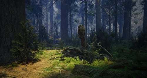 Lush Forest Landscape with Sunlight Filtering Through Tall Trees