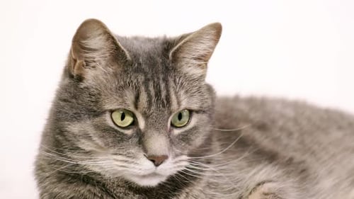 UHD-Nahaufnahme einer erwachsenen Tabbykatze, die sich mit großen grünen Augen vor weißem Hintergrund umschaut