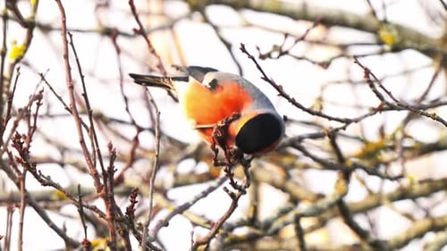 Handaufnahme eines Eurasischen Dompfaffes beim Picken auf die Beeren auf einem Ast