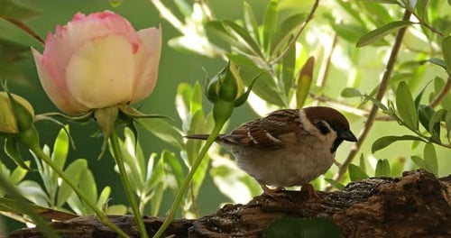 Charming Bird Eats on Branch Near Rose