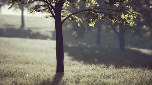 Green Park in City at Sunset