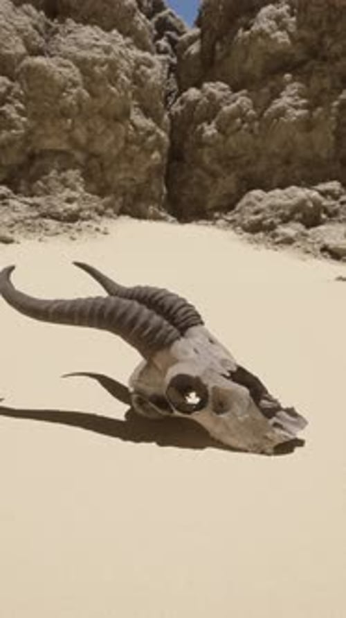 A Bull Skull Laying on a Sandy Beach