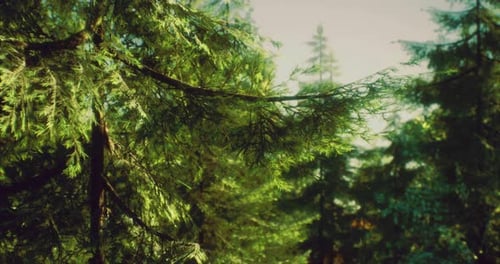 Lush Green Forest with Sunlight Filtering Through Tree Branches in Afternoon