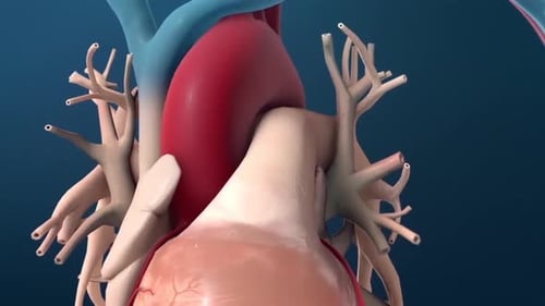 3D Animation of Catheter Insertion into Human Heart