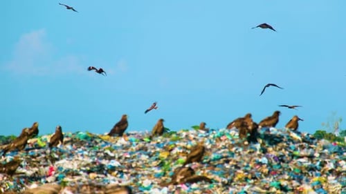 Birds on top of a large pile of garbage