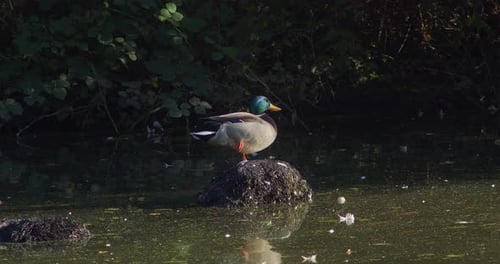 A Large Male Duck Standing on a Rock in a Murky Lake in Slow Motion.