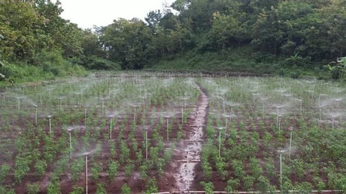 Smart Fog Irrigation System for Chili Pepper Cultivation in Modern Agriculture