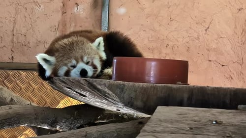 Red Panda Sleeping Peacefully Near Food Bowl