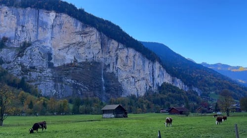 Lauterbrunnen Valley Staubbach Falls waterfall cows pasture Bernese Highlands Switzerland Schweiz