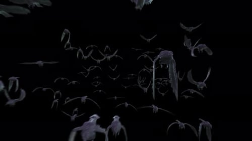 Crow_Front_Transition_B_4K