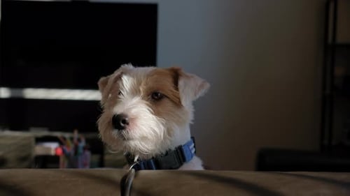 A Jack Russell Dog Look on Camera at Home in the Sunlight Closeup View Portrait