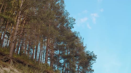 Blick auf majestätische Bäume an einem sonnigen Tag im Wald und strahlend blauem Himmel Konzept von Outdoor Active