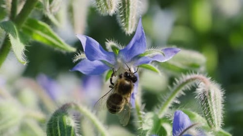 Bee Collects Pollen From Vibrant Purple Flower