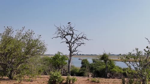 Botswana Skyline At Chobe National Park In Kasane Botswana. African Animals Landscape. Wildlife Scen