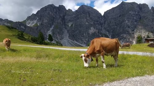 Wide Establishing Shoot of cattle green grazing on an area together