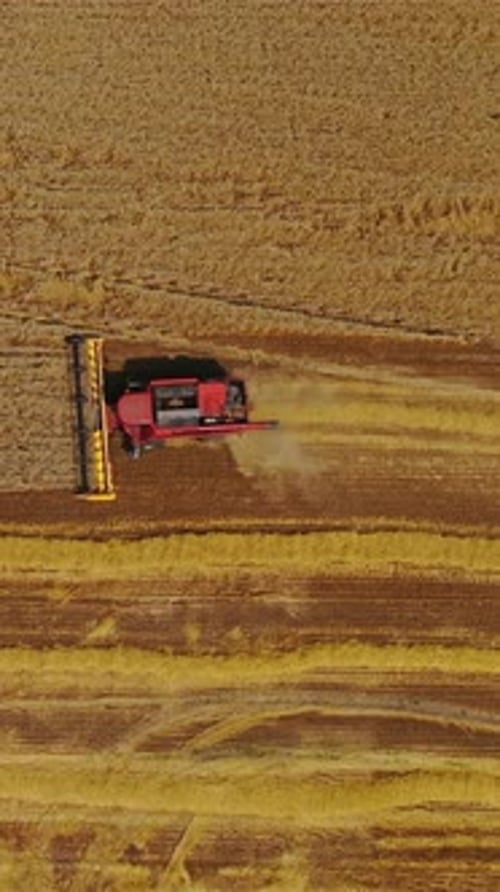 Vue de dessus d'un groupe de moissonneuses-batteuses travaillant dans les champs pendant la récolte du blé en été