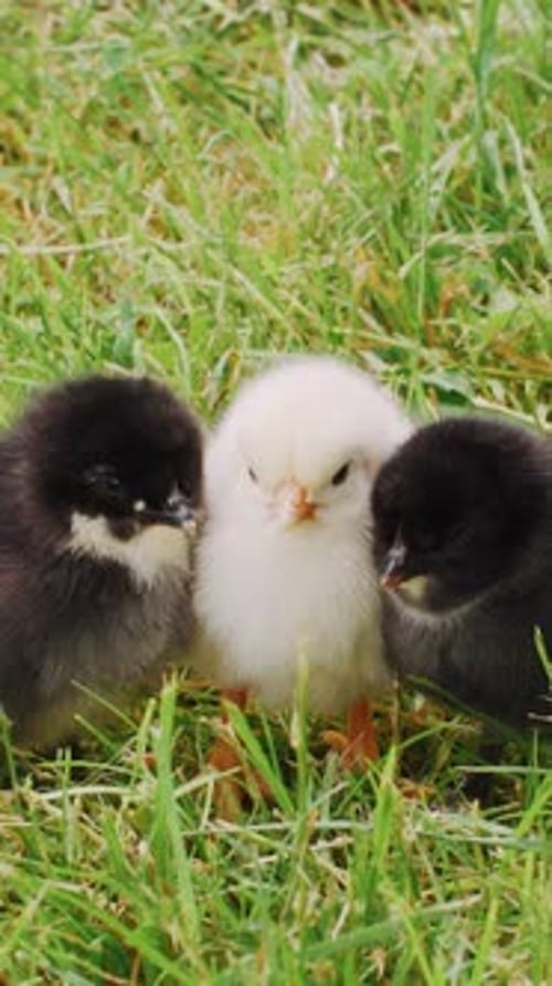 Three Fluffy Baby Chicks on Green Grass