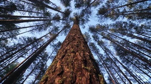 Vista inferior de um tronco de pinheiro em uma floresta. Câmera sobe até o tronco de pinheiro
