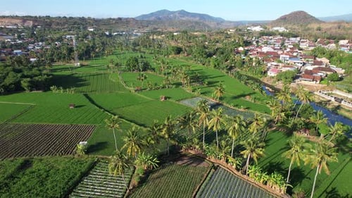 Sumbawa Agriculture in Rice Fields