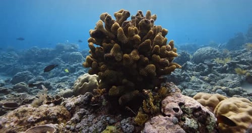 Amazing Corals Underwater in Blue Sea Freediving in Raja Ampat
