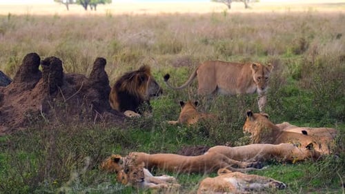 A lion and several lionesses rest after a nice hearty lunch