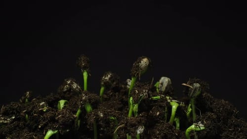 Sprouts Emerging From Soil in Time Lapse