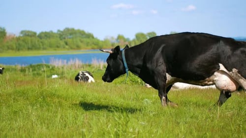 Cows Graze in the Meadow on the Pasture Near the