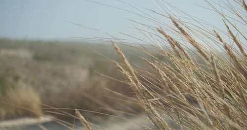 Beach Grass Blowing in the Wind on Dunes